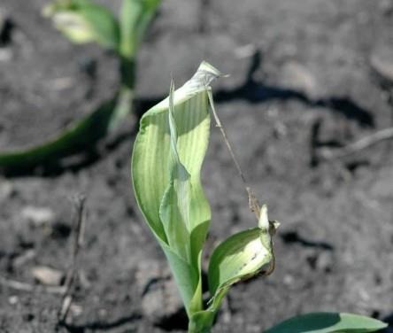 Corn Replanting And Herbicide Considerations
